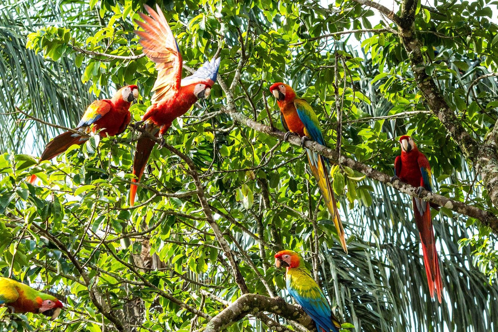 Scarlet Macaw