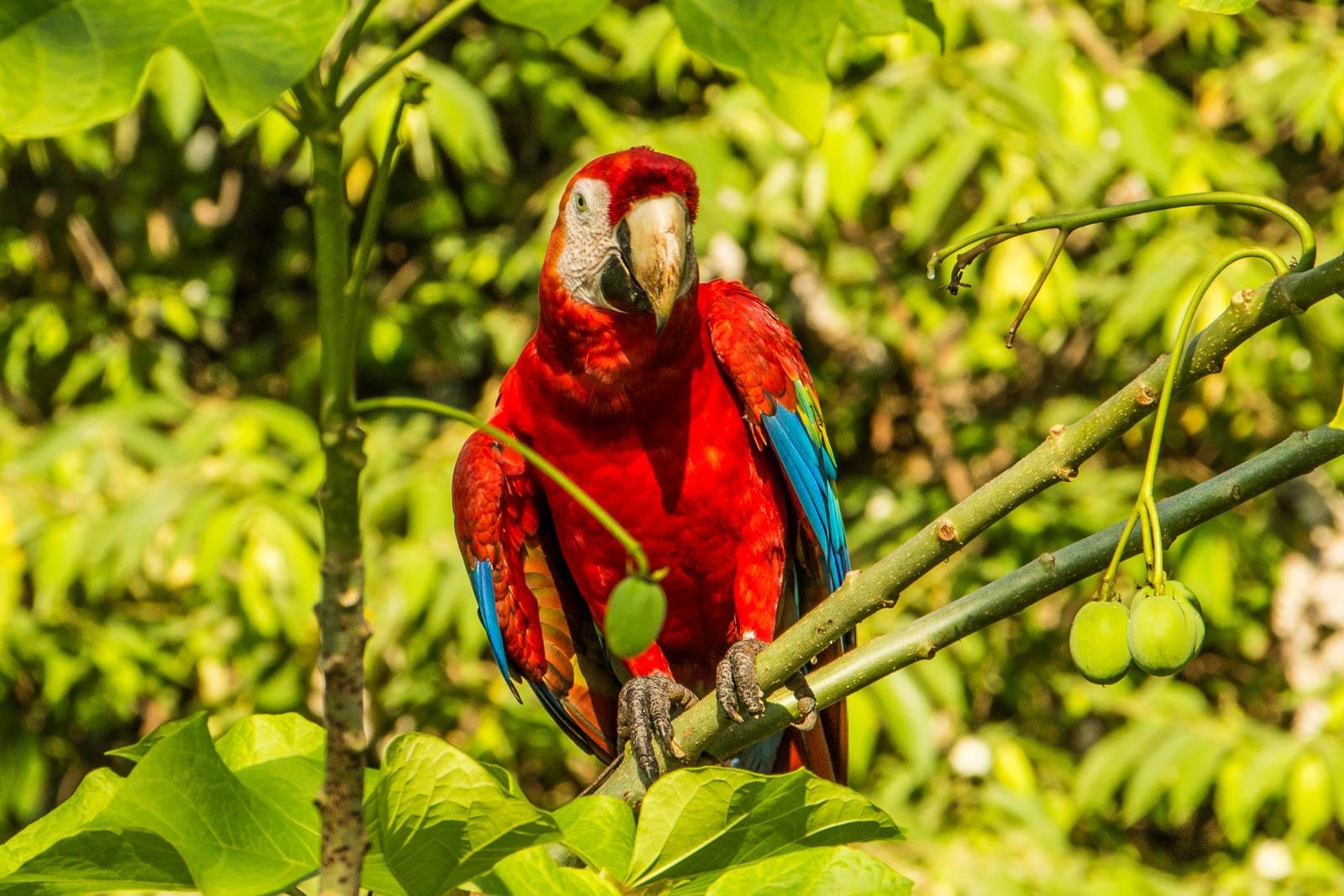 Scarlet Macaw