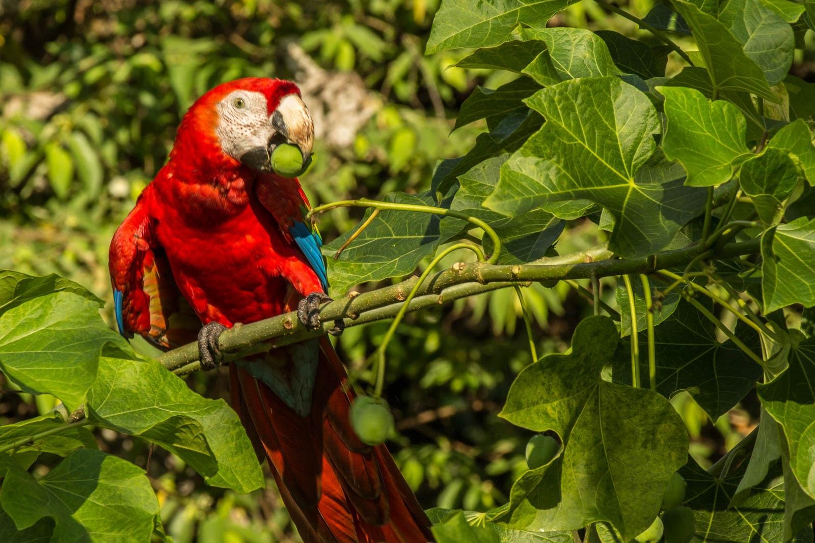 Scarlet Macaw
