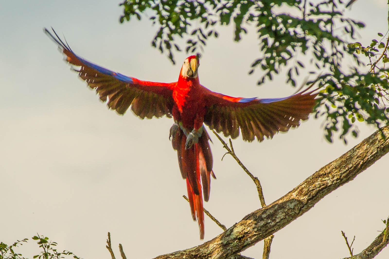 Scarlet Macaw