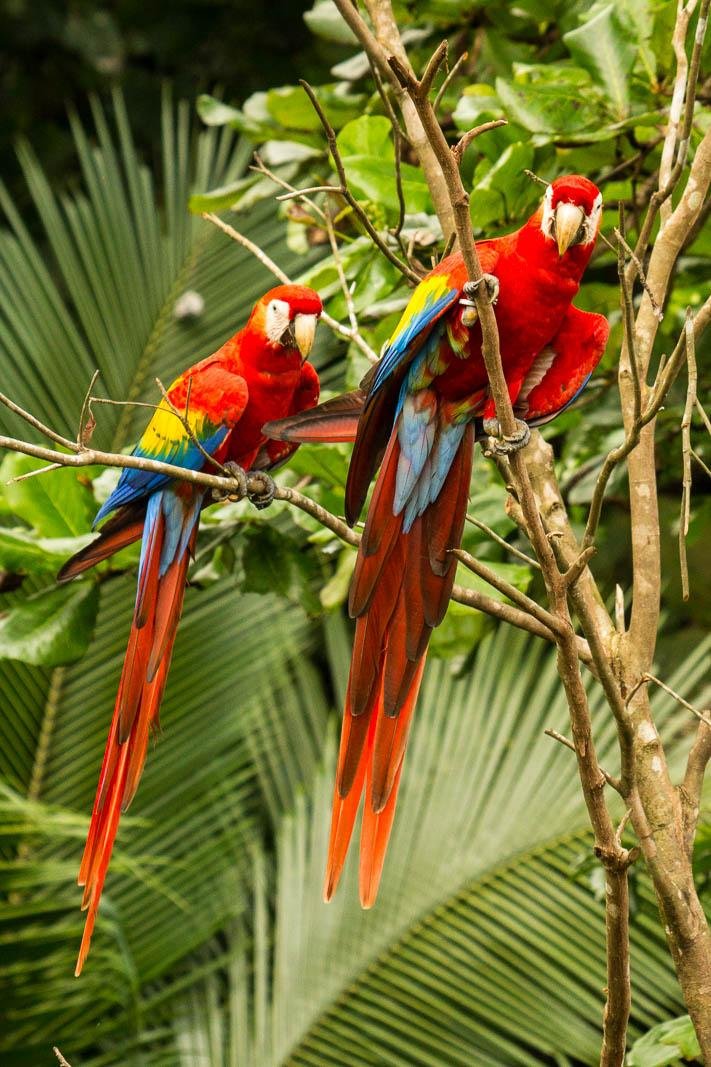 Scarlet Macaw