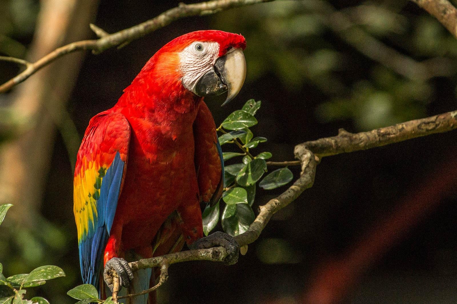 Scarlet Macaw