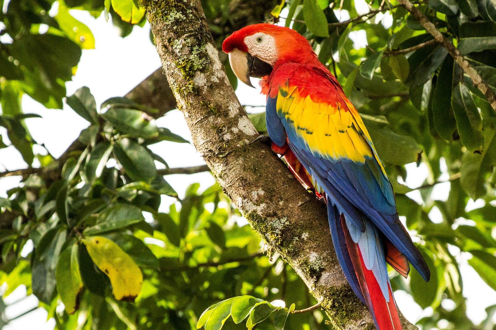 Scarlet Macaw