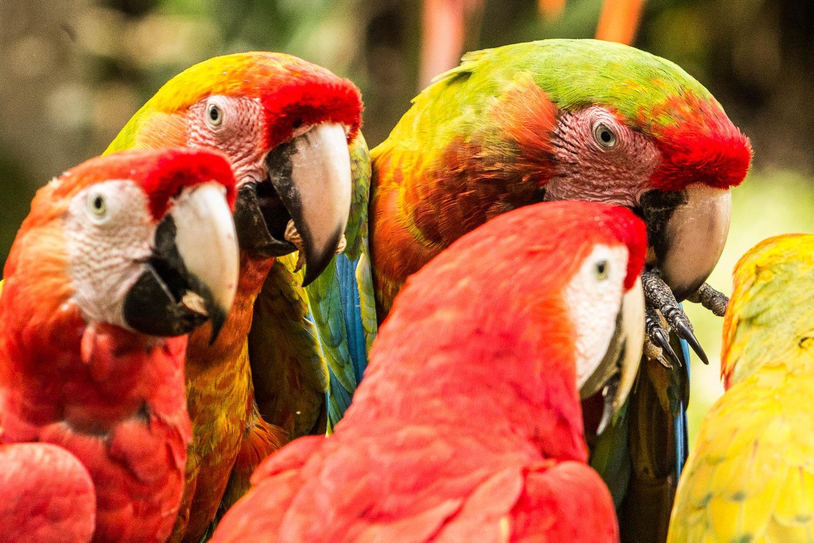 Scarlet Macaw