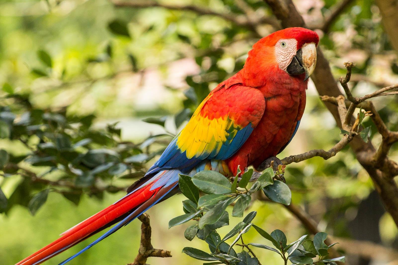 Scarlet Macaw