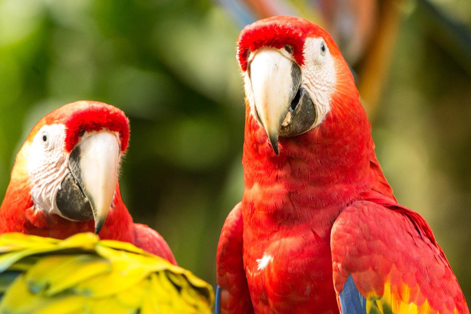 Scarlet Macaw