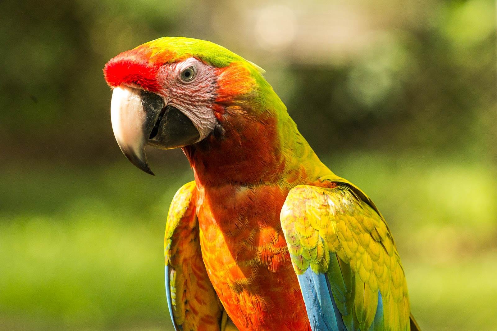 Scarlet Macaw