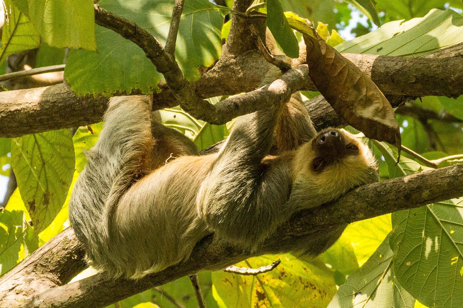 Sloth