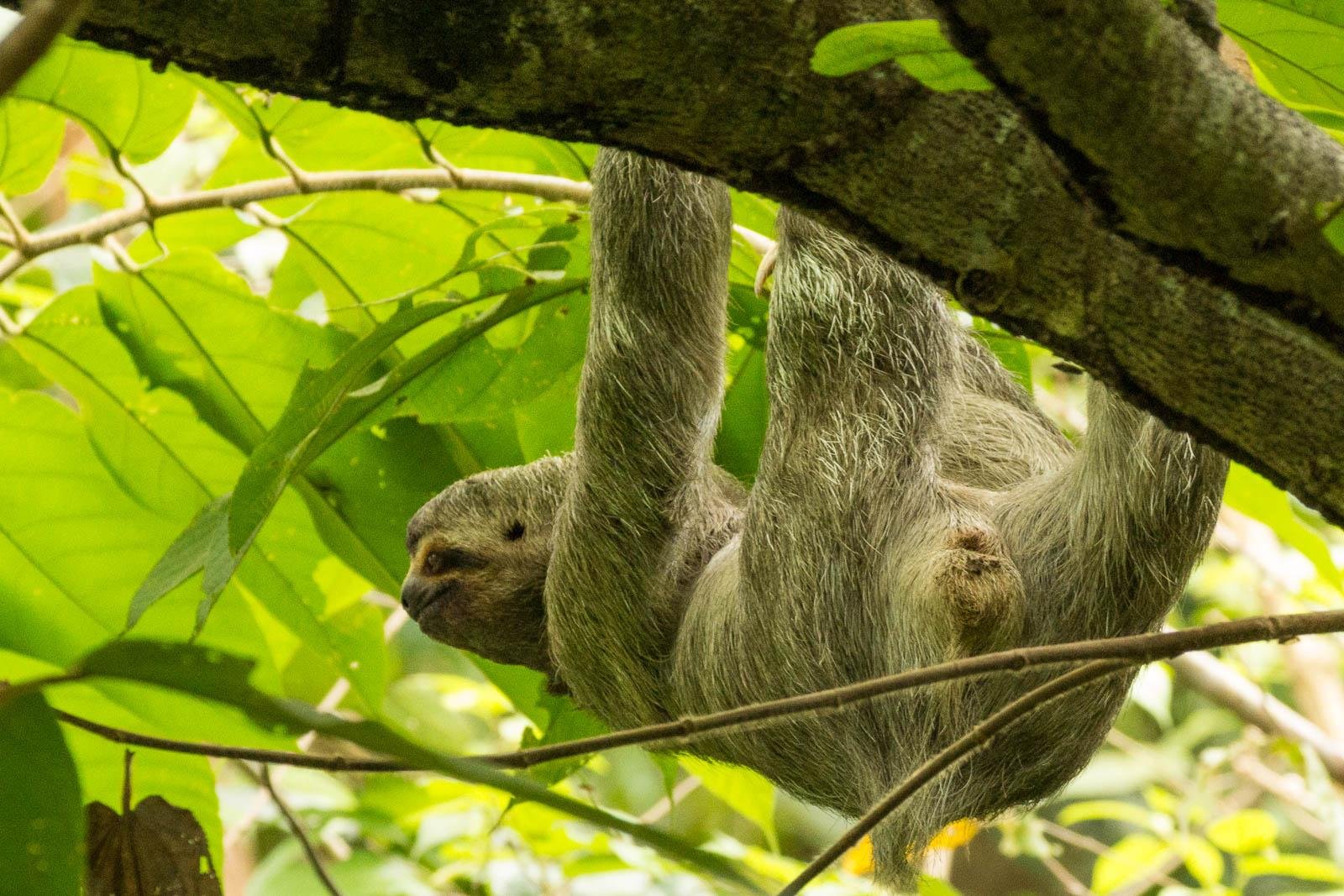 Sloth