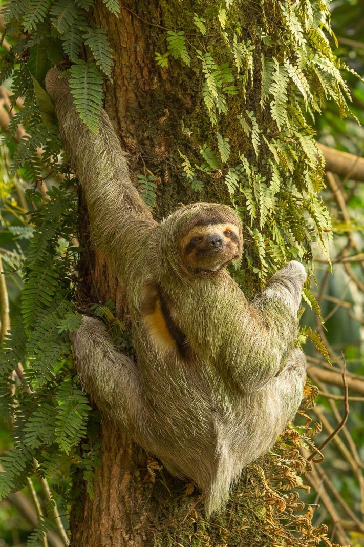 Sloth
