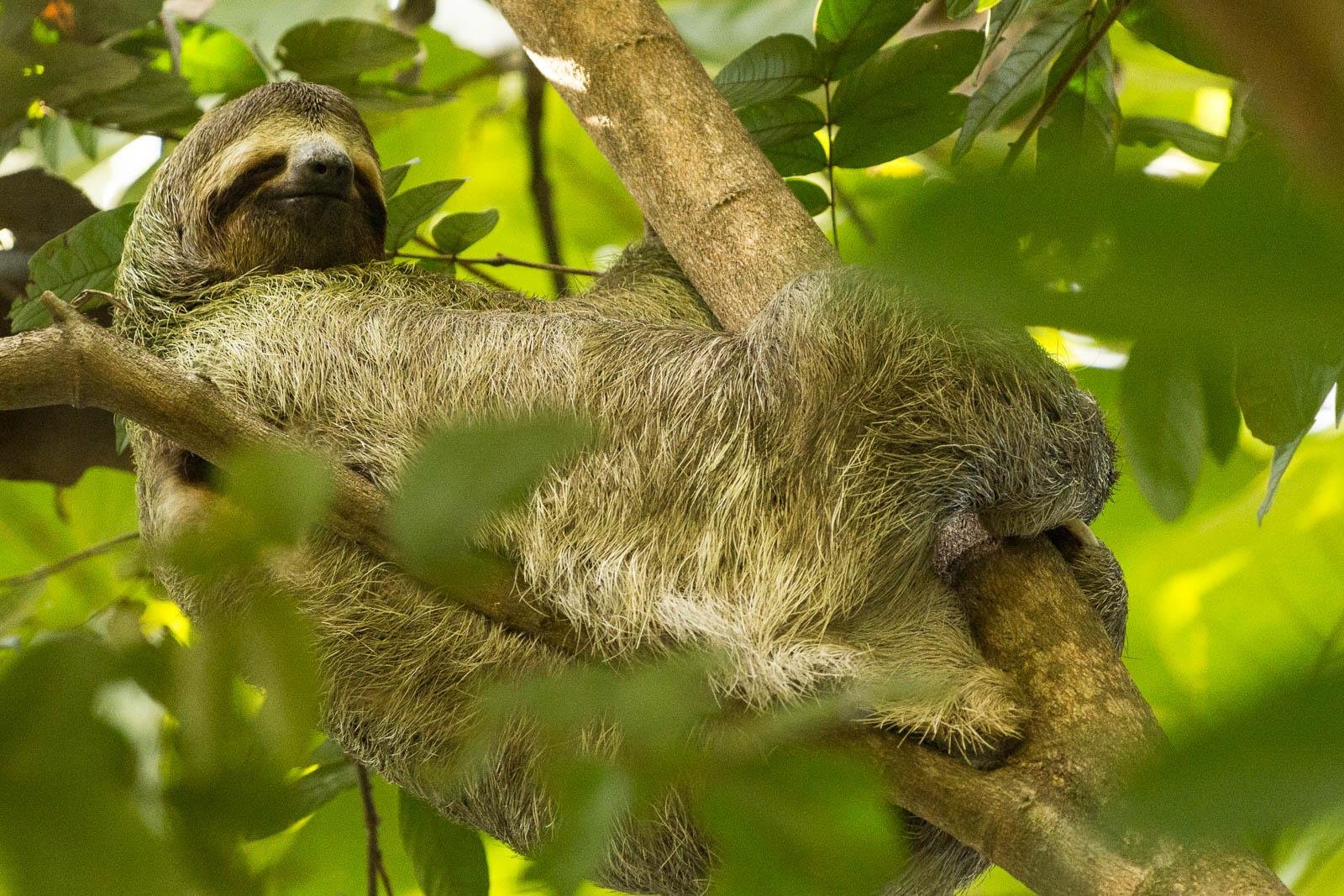 Sloth