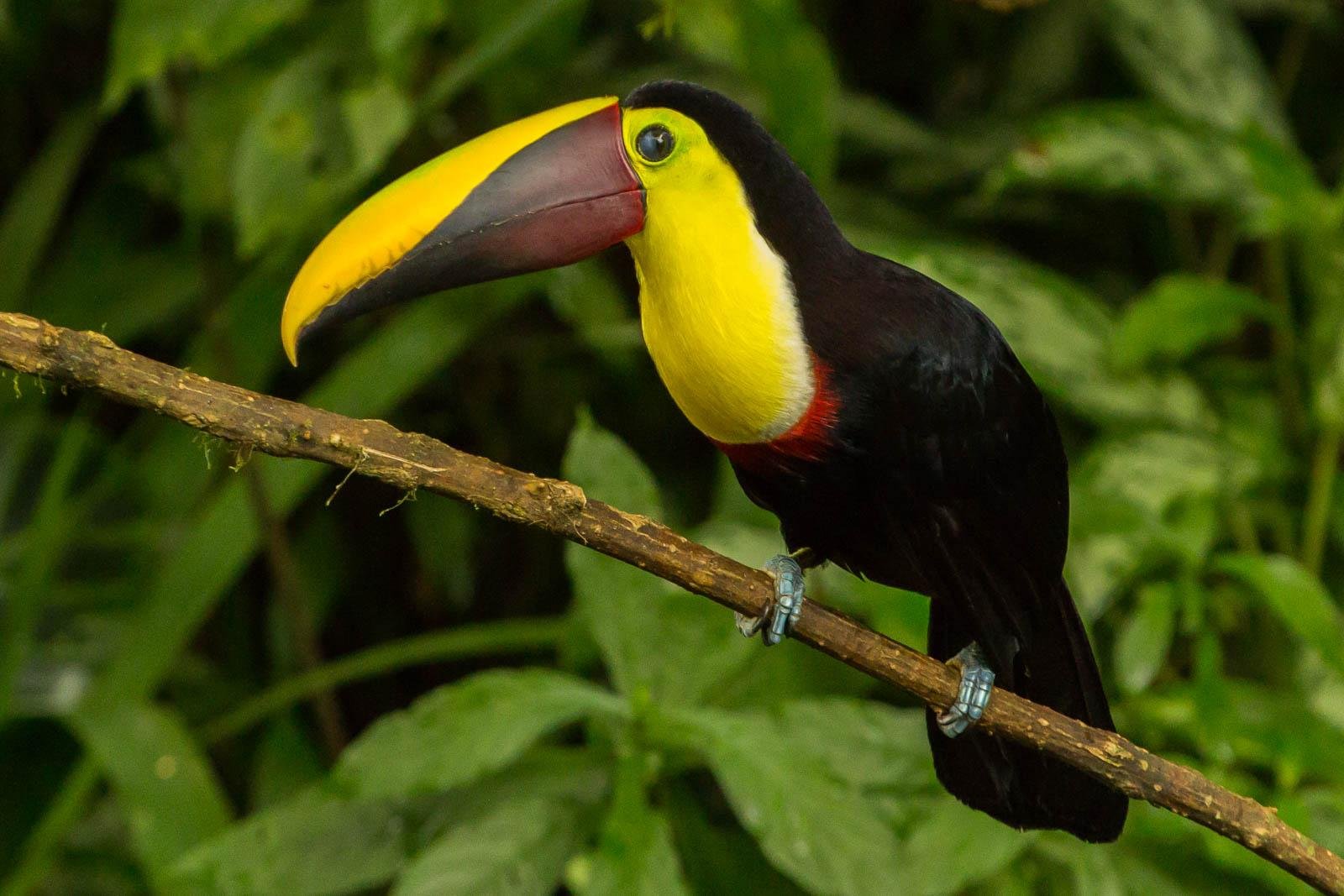 Toucan