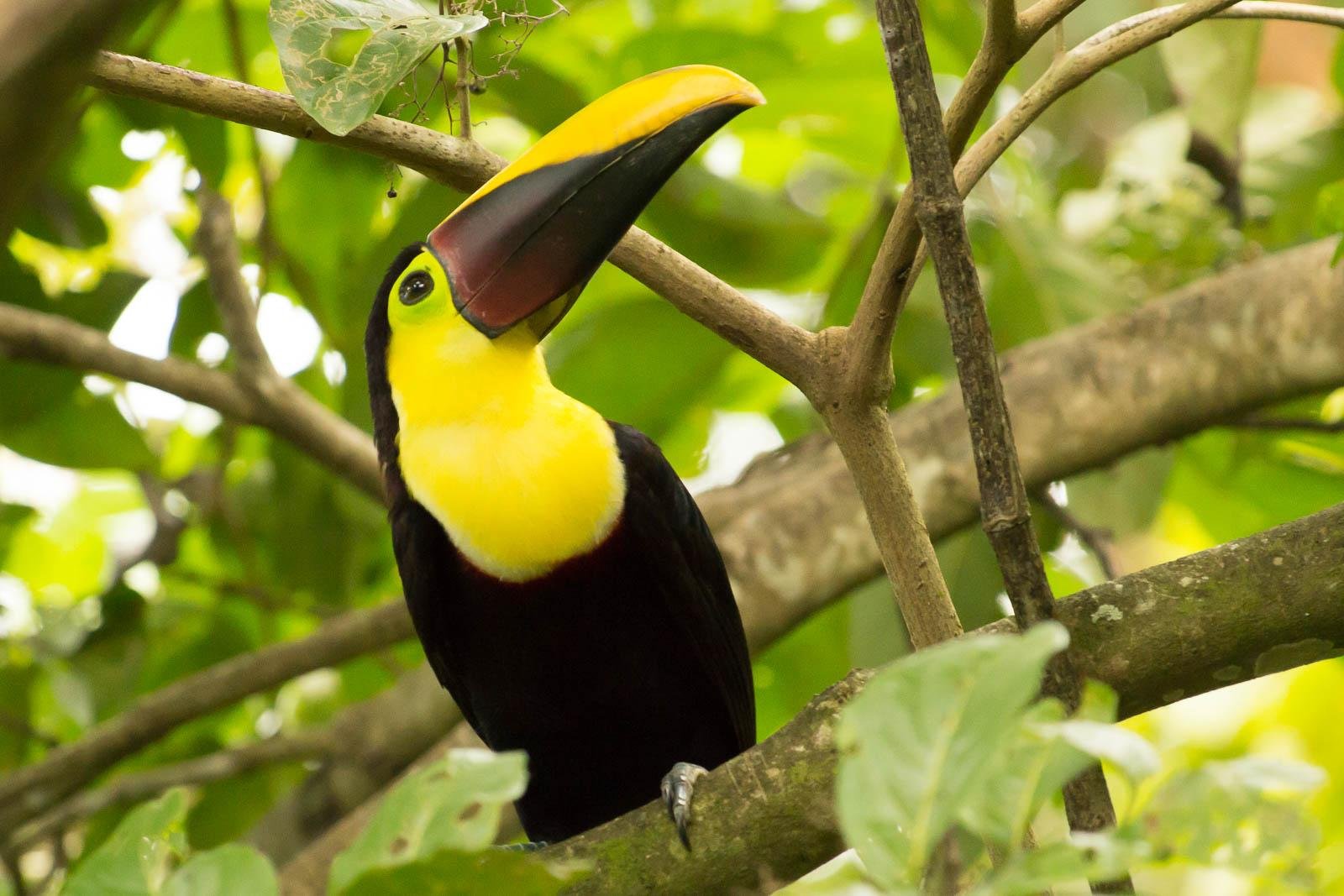 Toucan