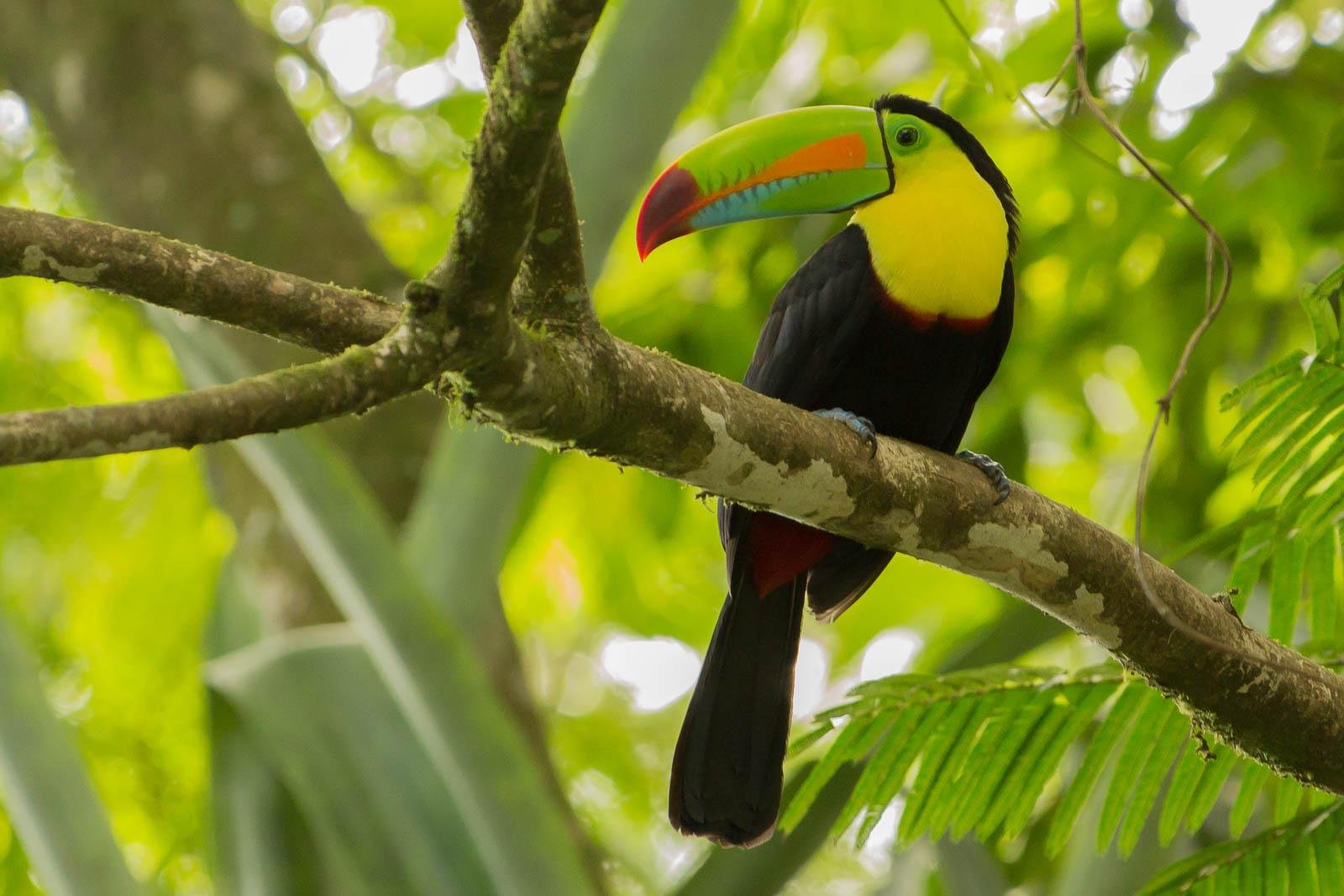 Toucan