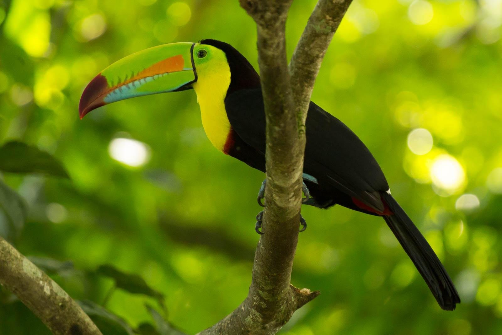 Toucan