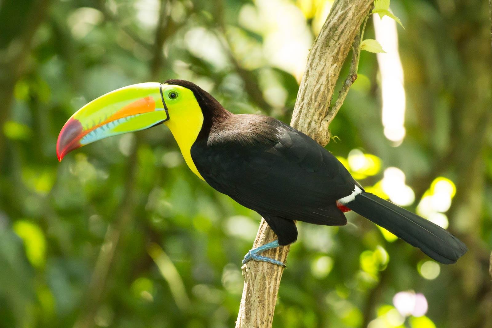 Toucan