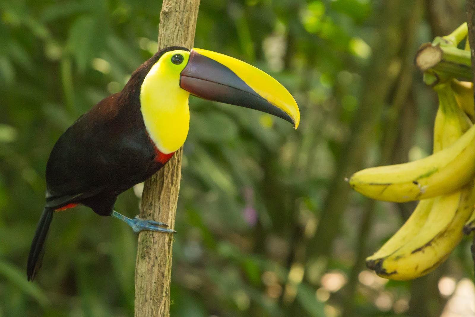 Toucan