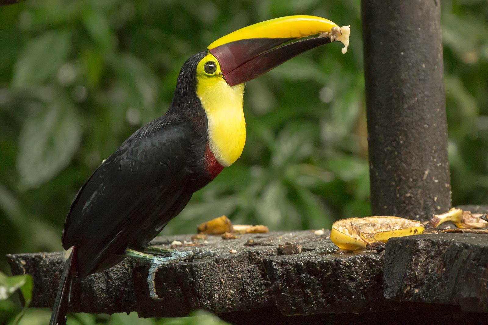 Toucan
