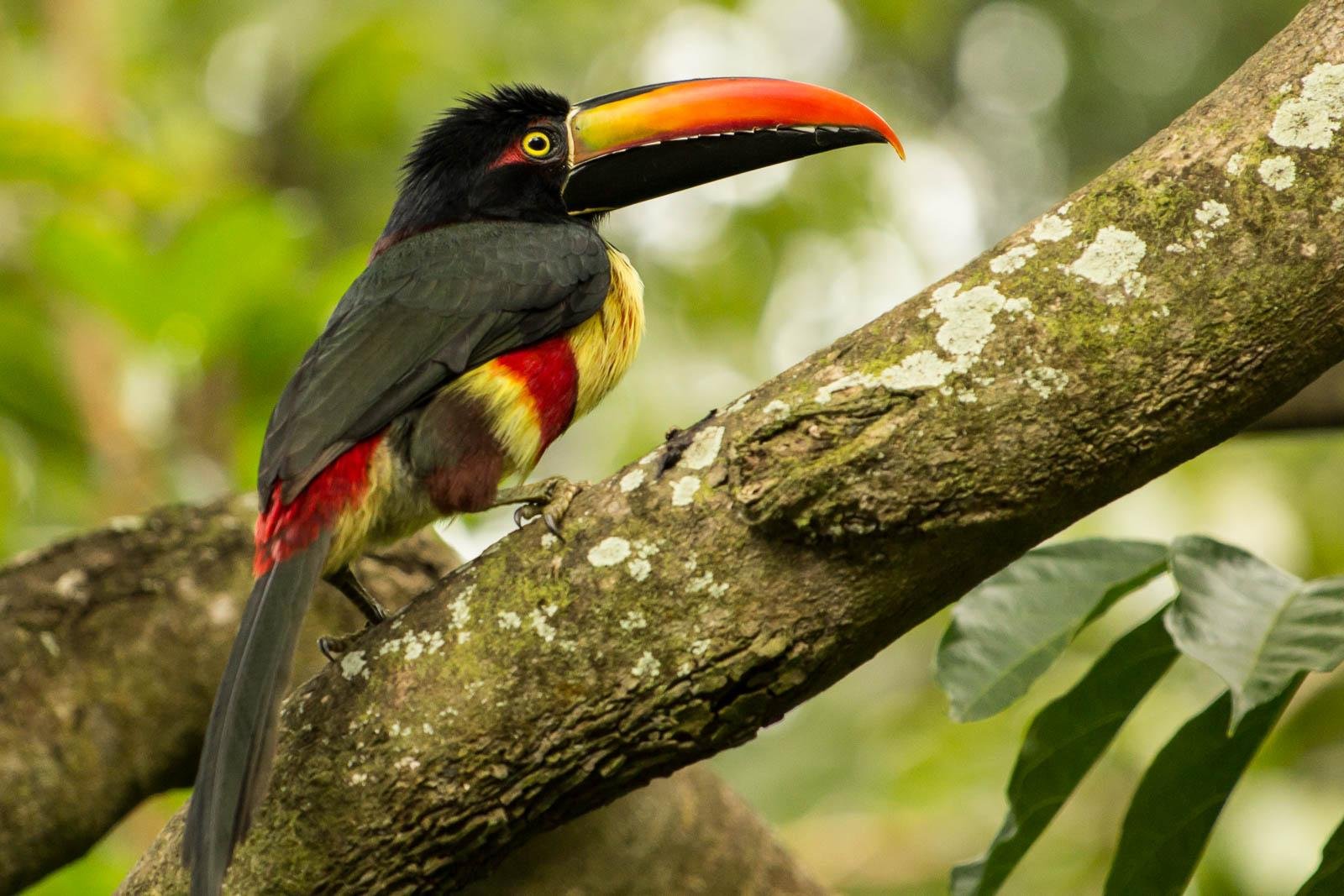 Toucan