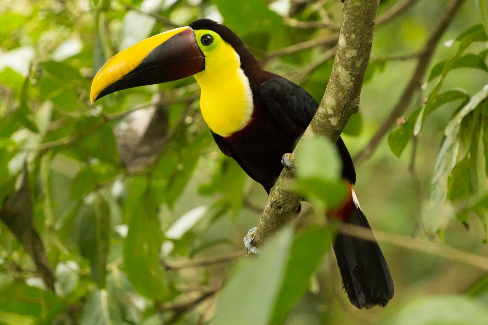 Toucan