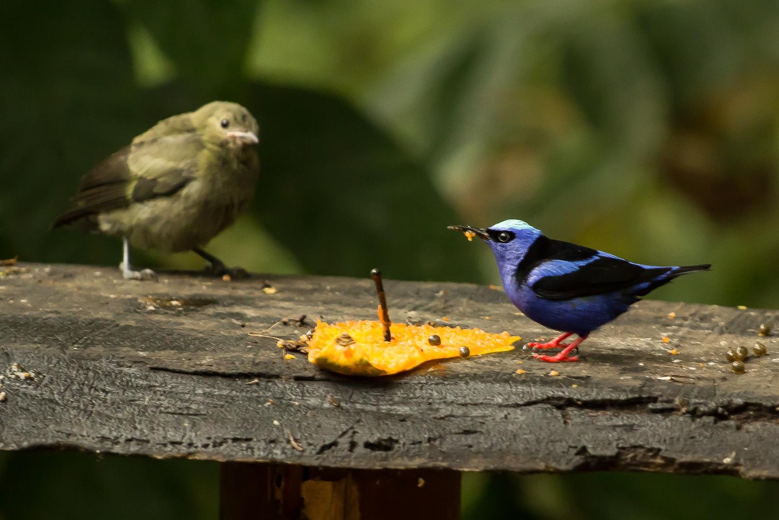 Birds