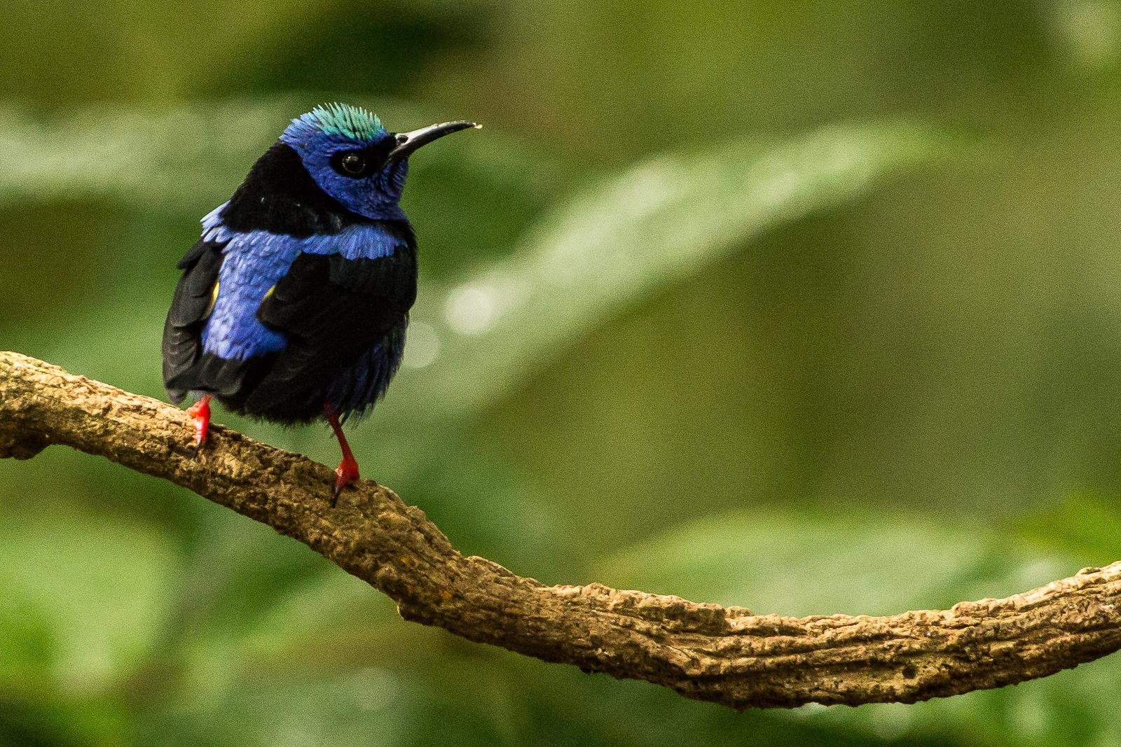 Birds