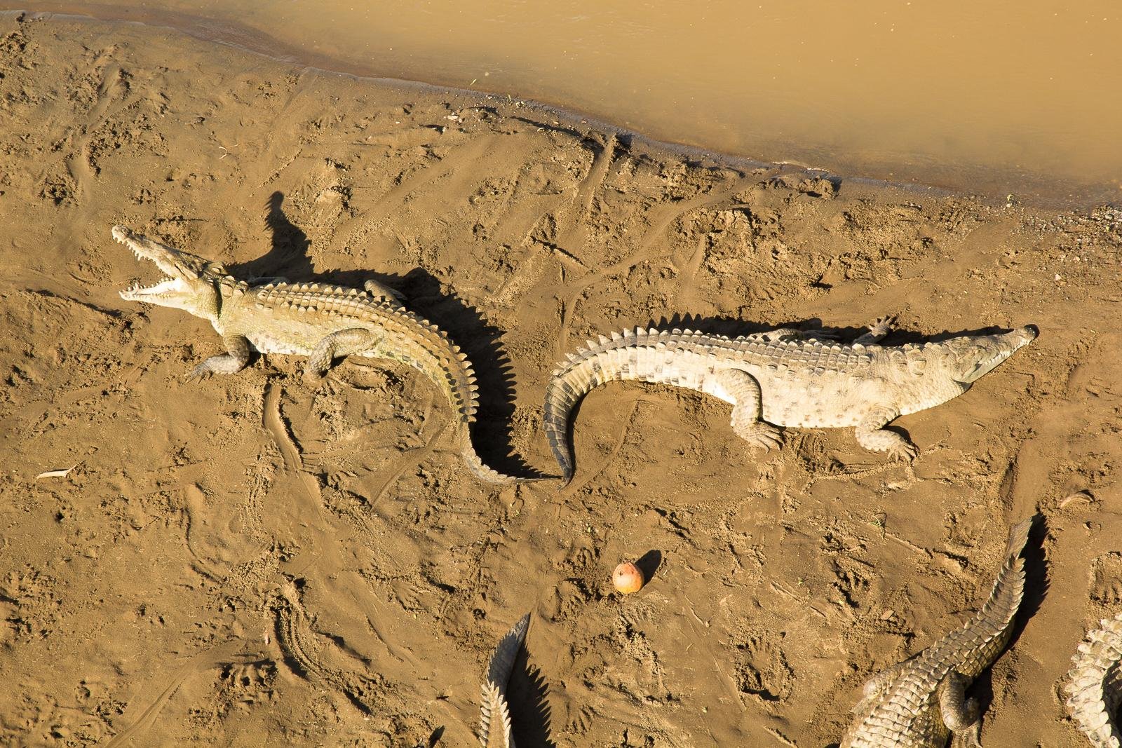 Crocodiles