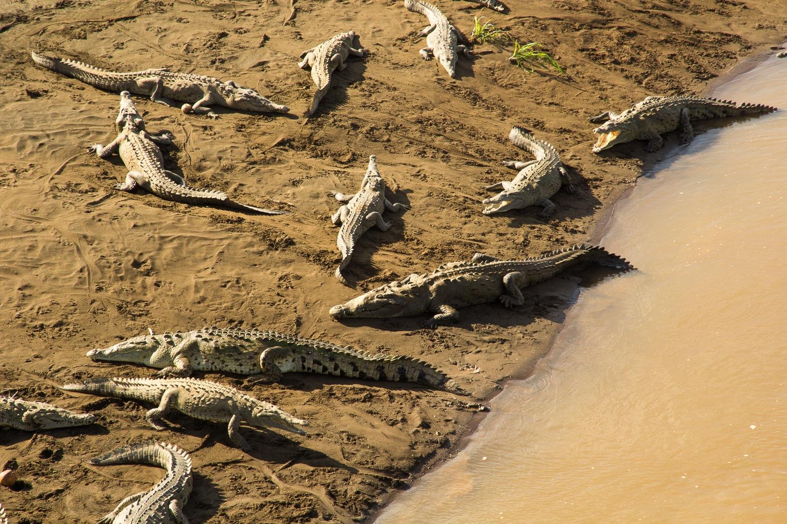 Crocodiles