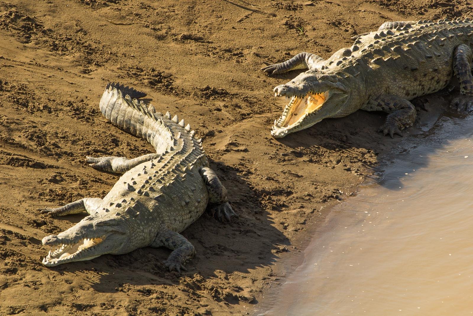 Crocodiles