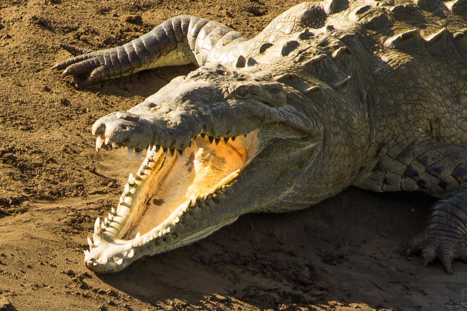 Crocodiles