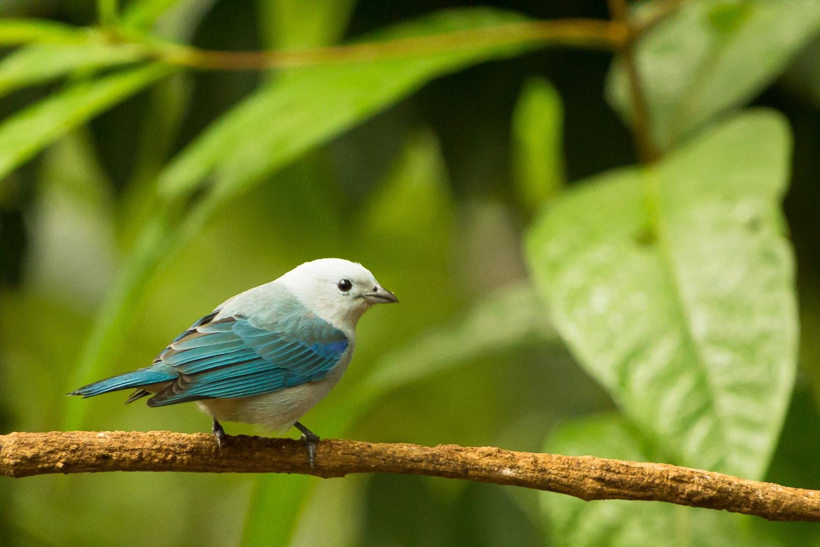 Birds
