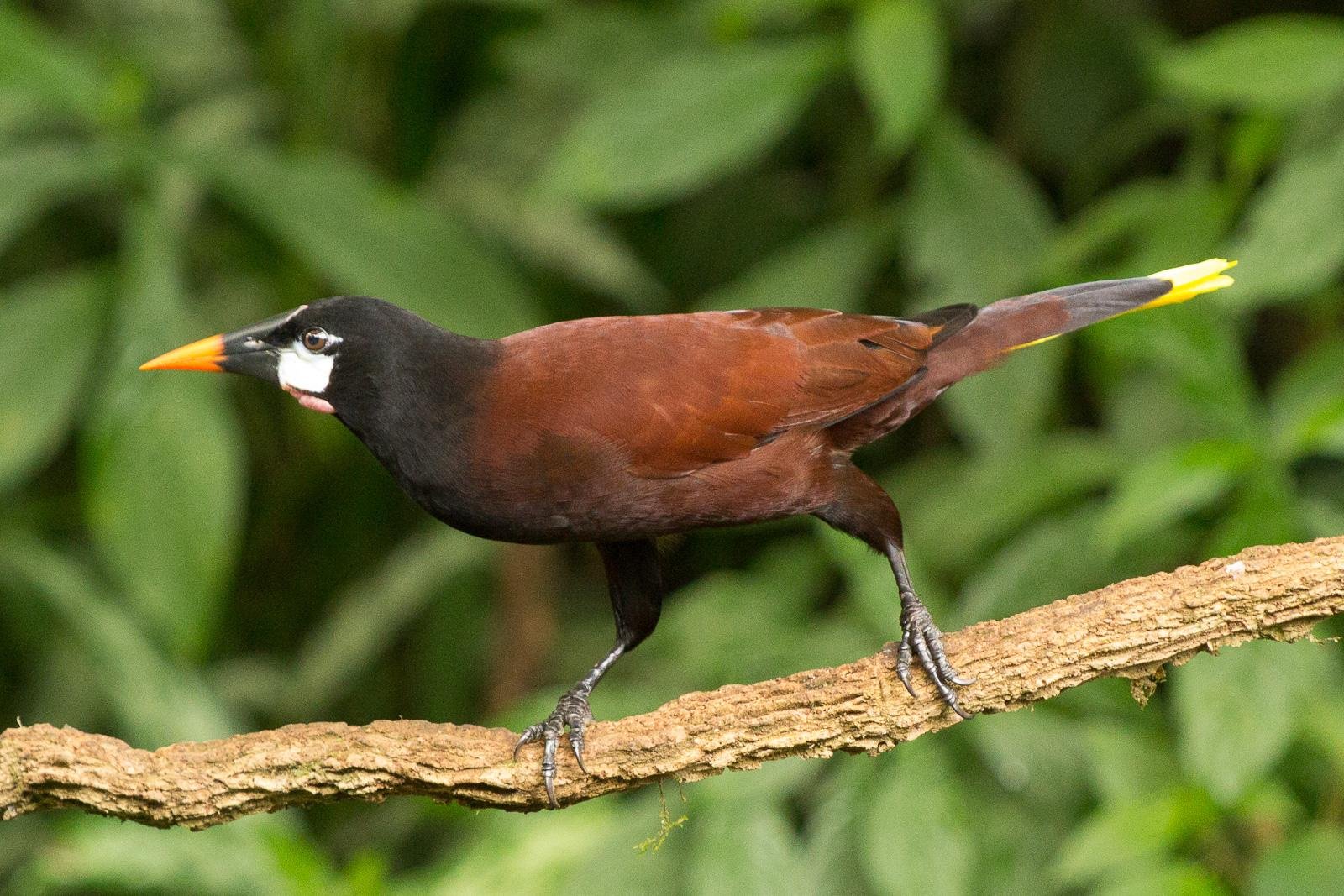 Birds