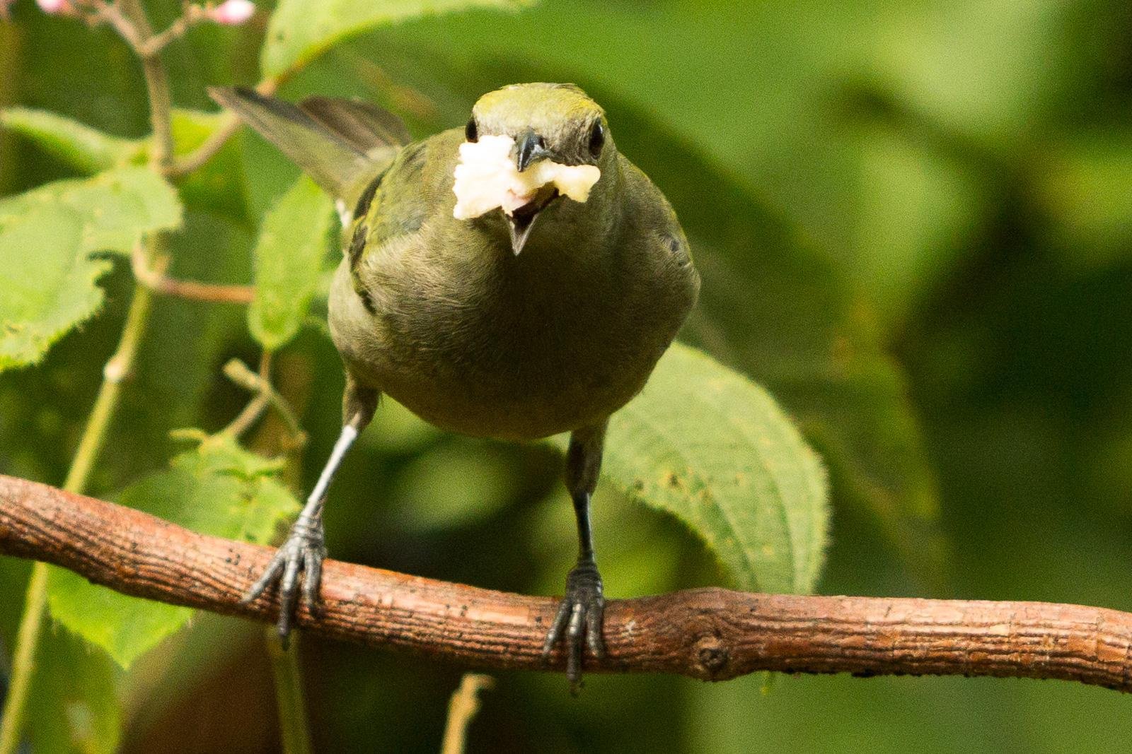 Birds