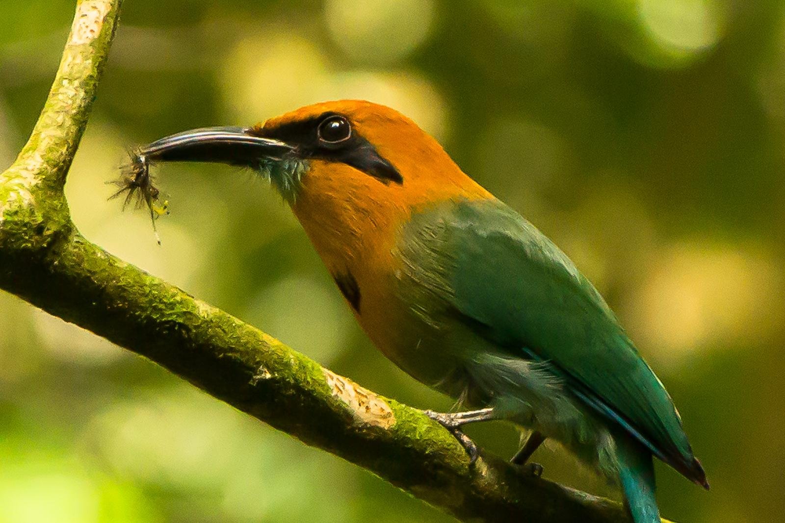 Birds