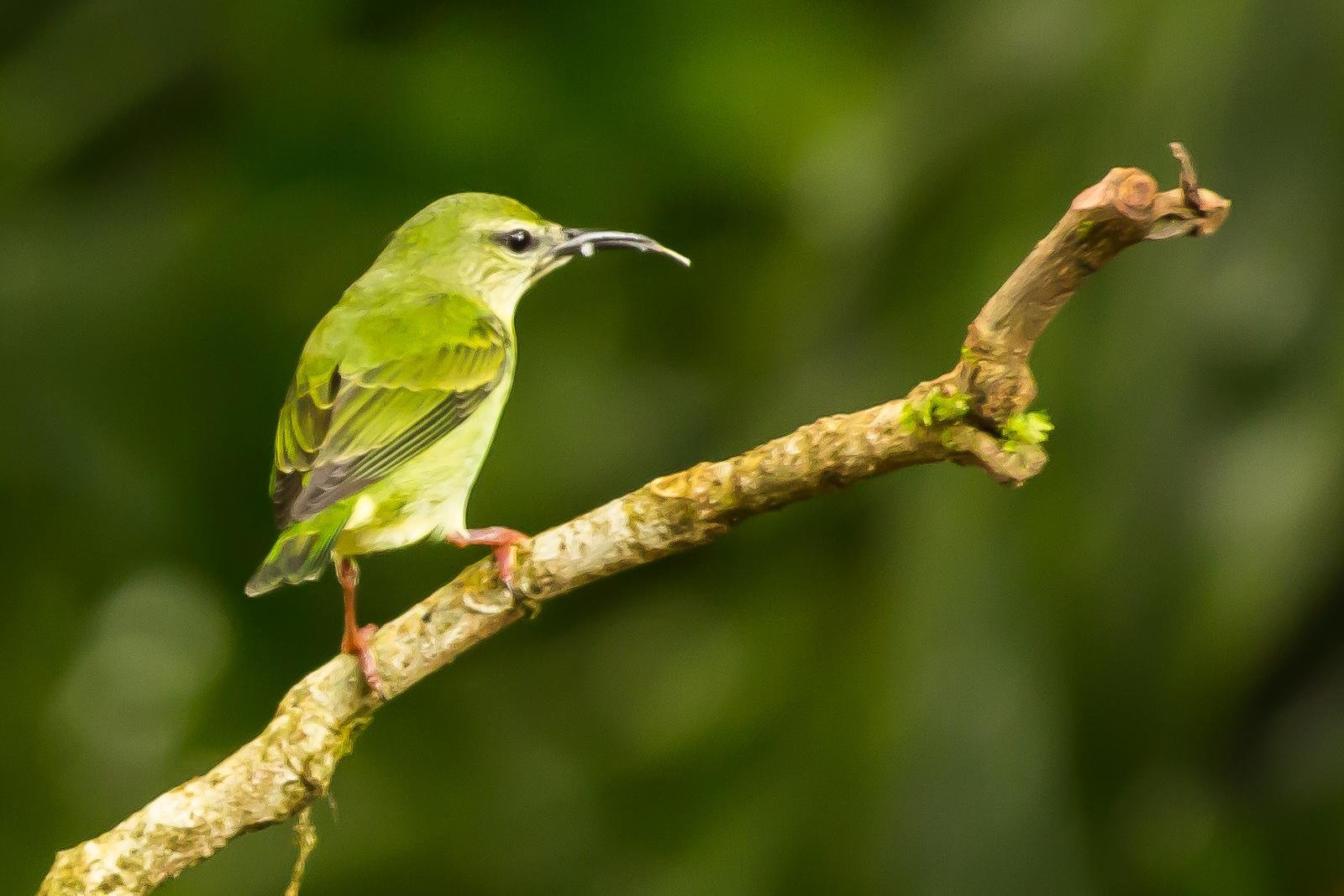 Birds