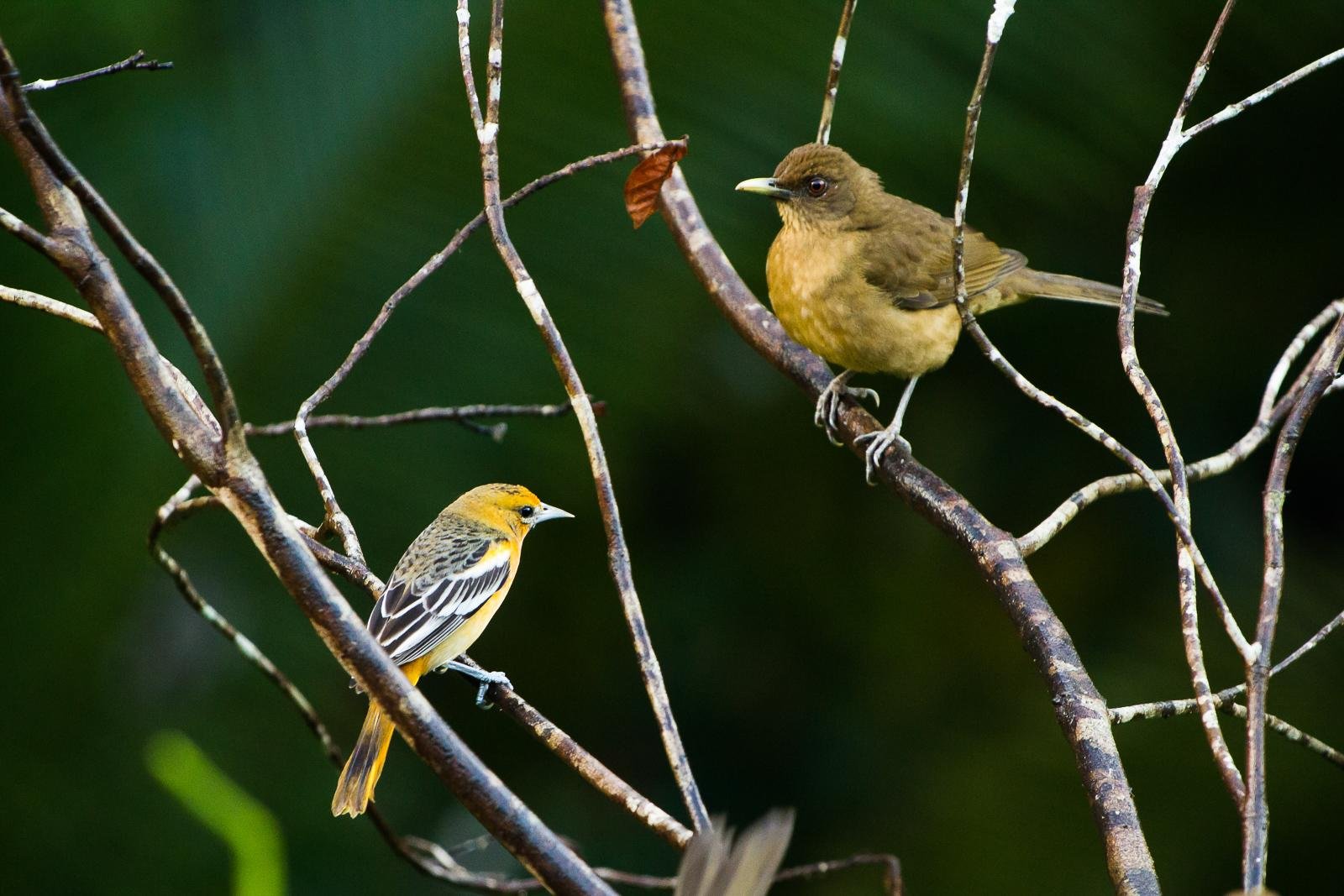 Birds