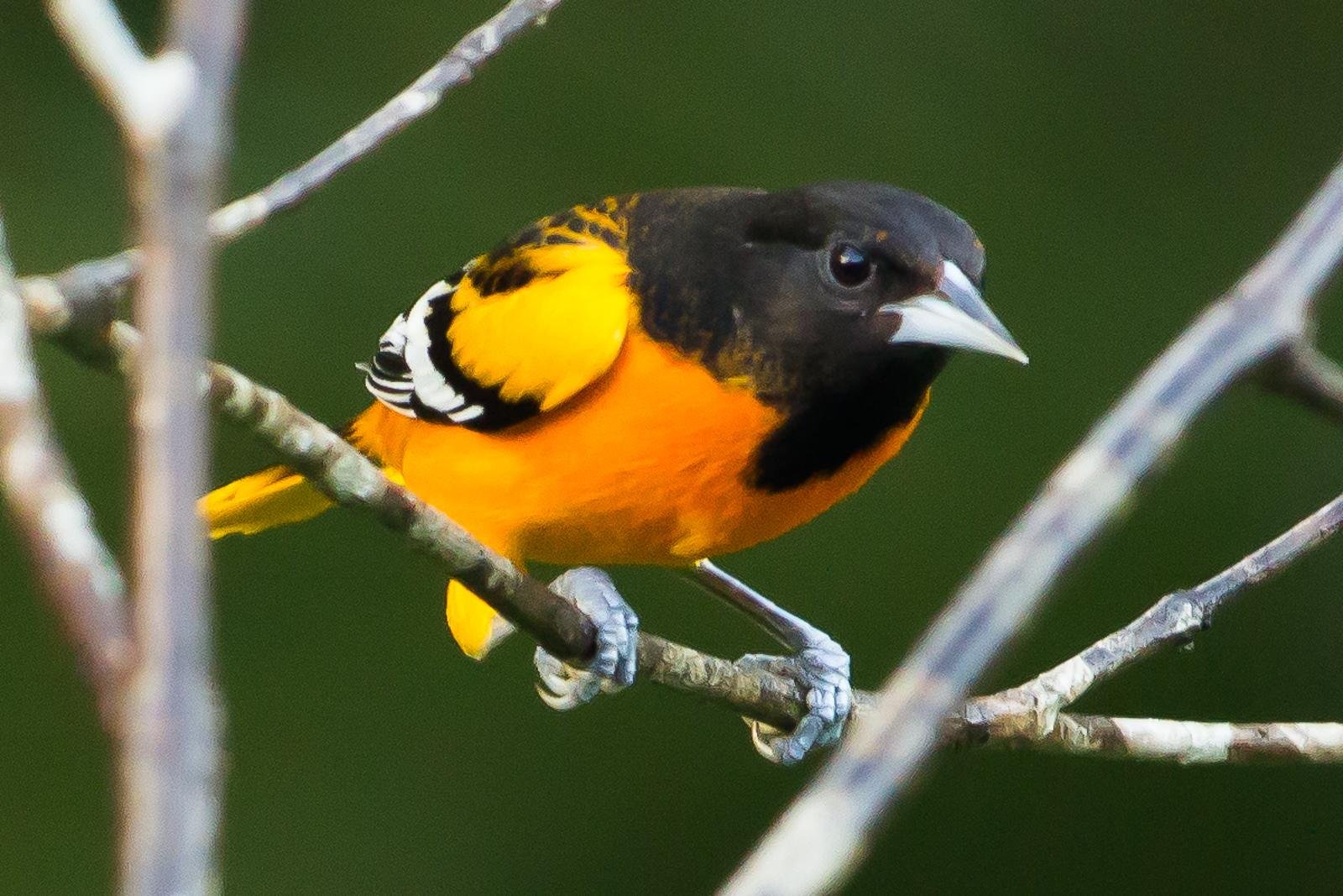 Birds