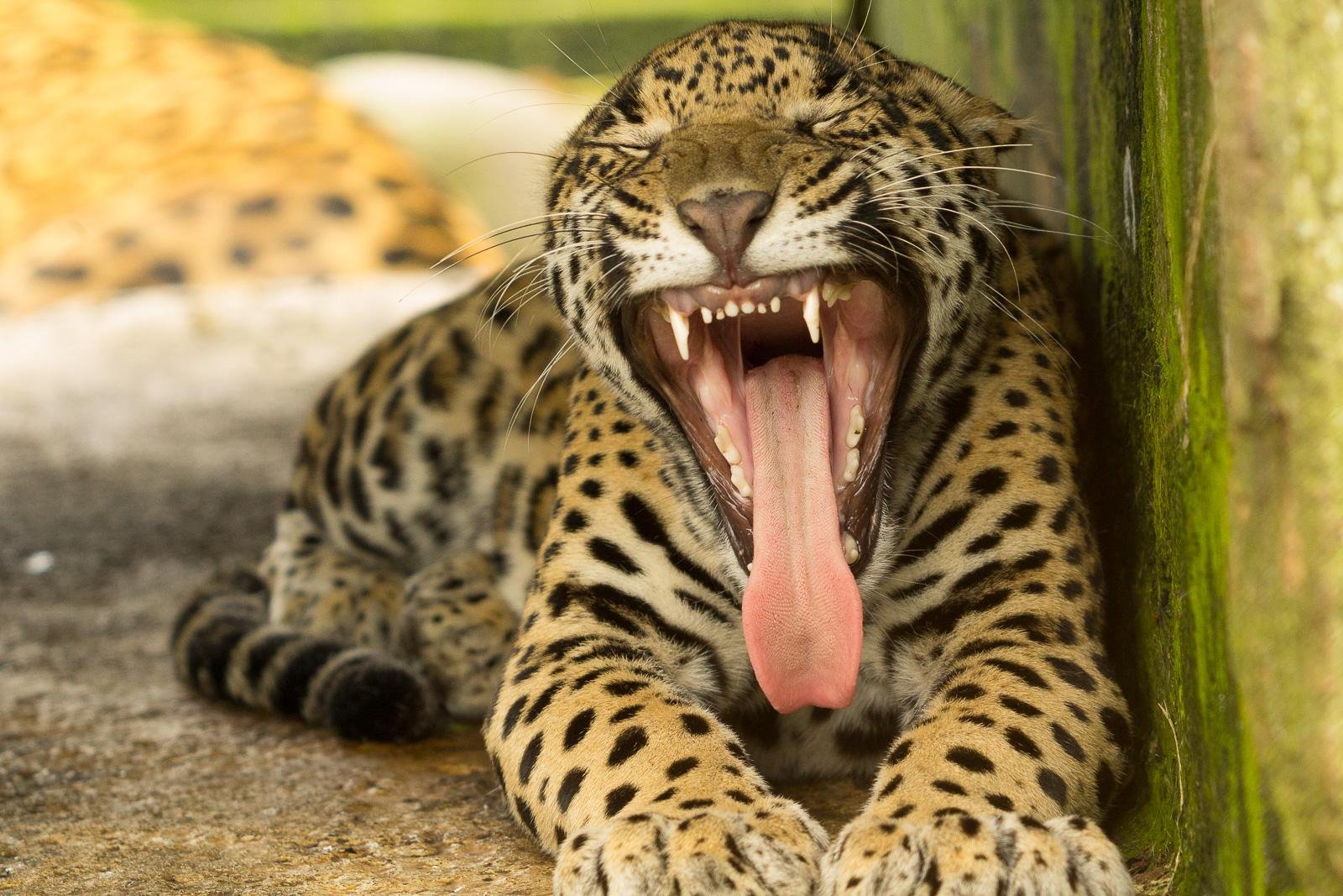 Jaguar