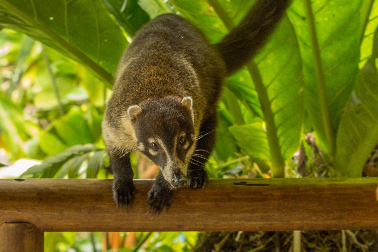 Coati