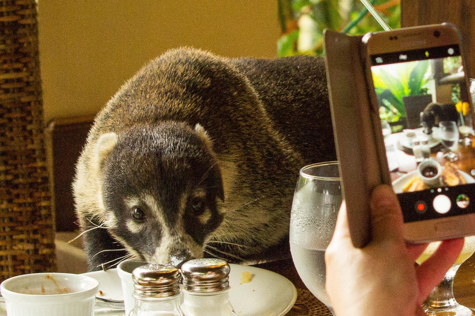 Pinching food!
