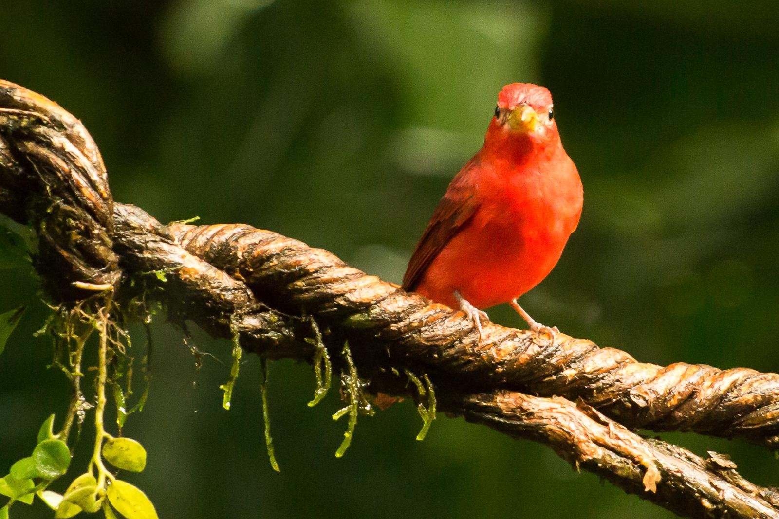 Birds