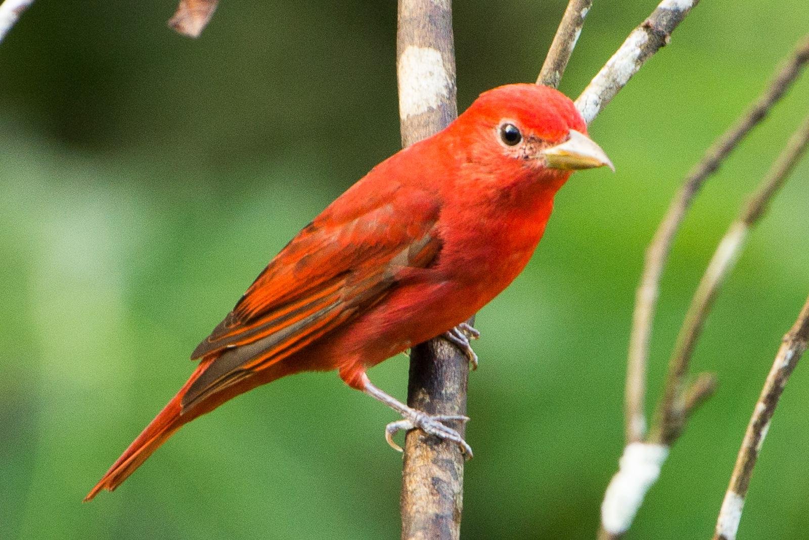 Birds