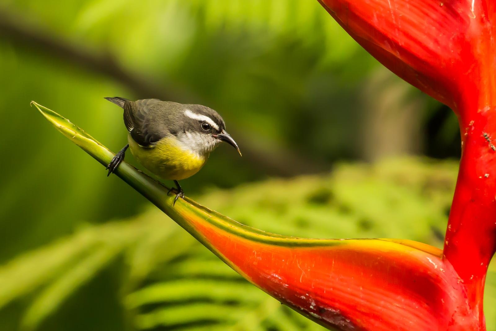 Birds