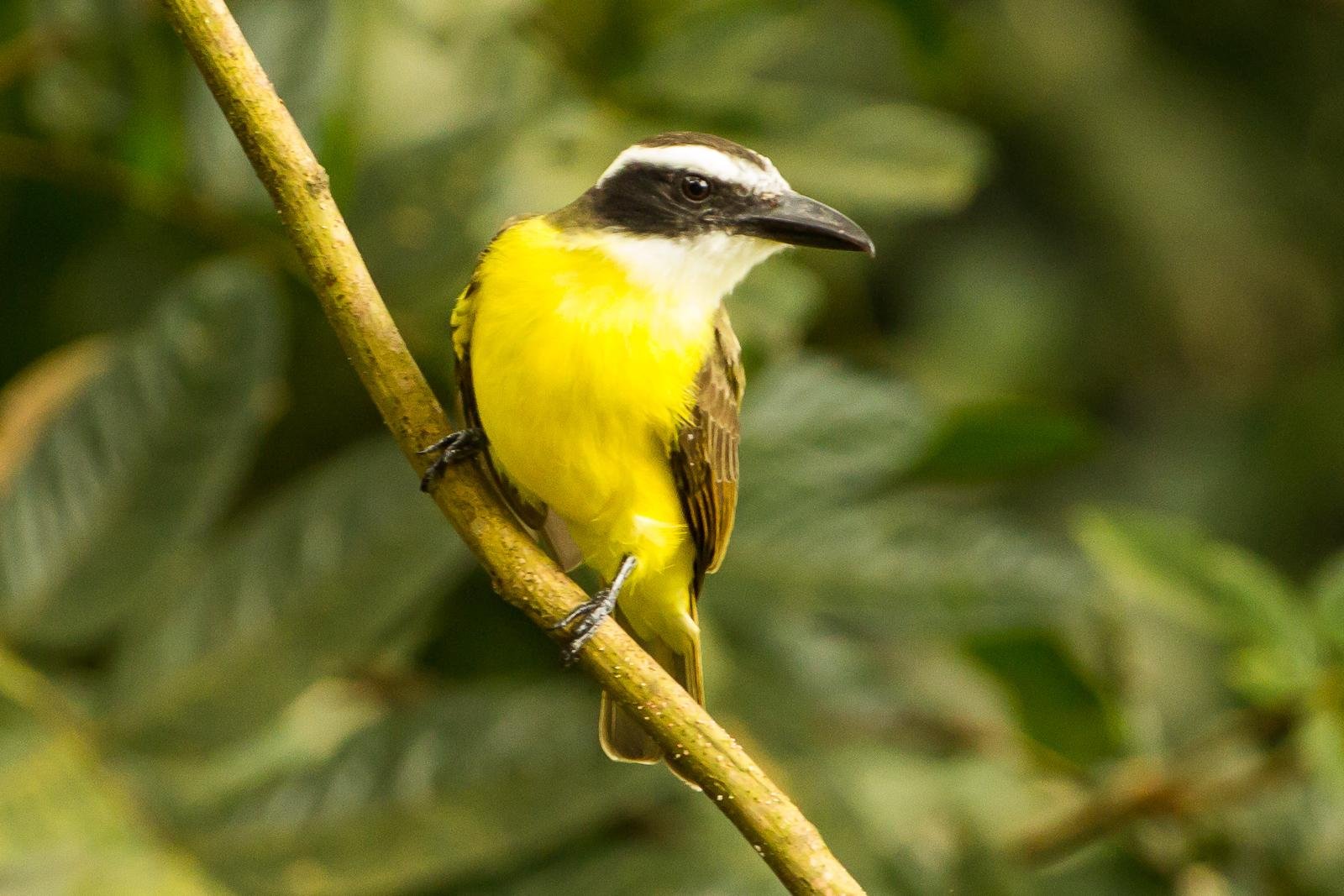 Birds