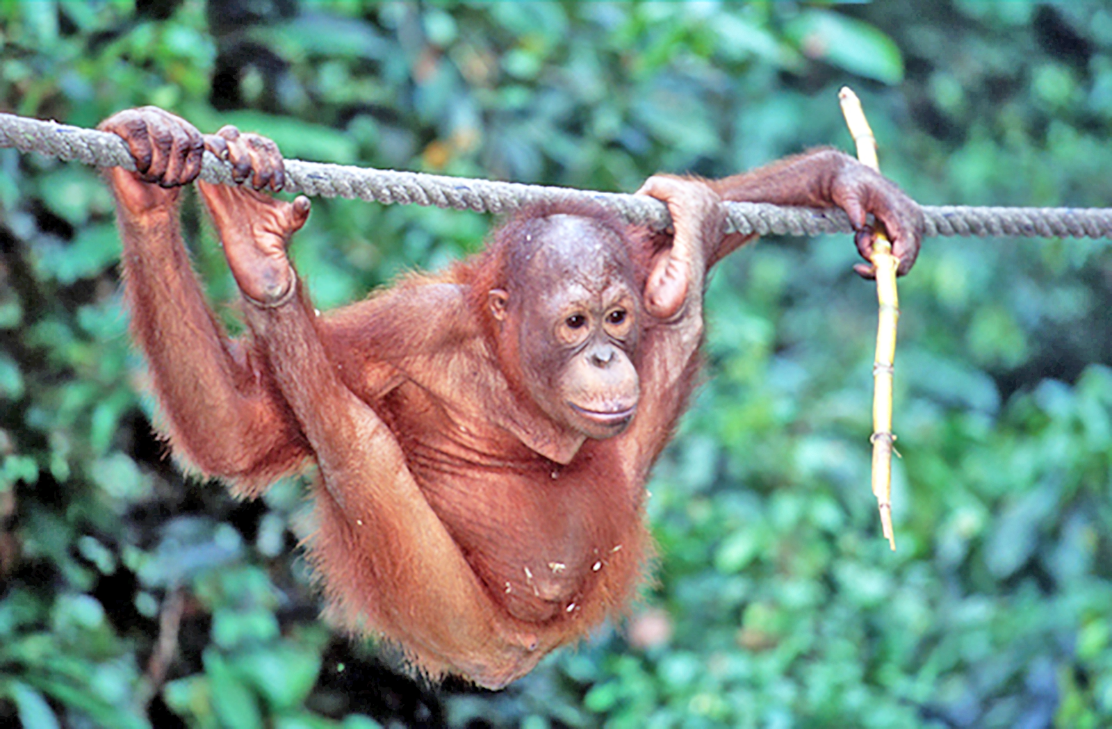 Borneo